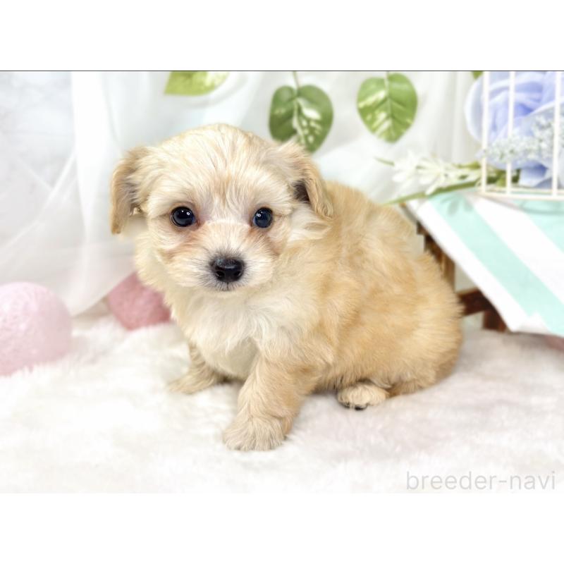 販売中の滋賀県のチワプー:チワワ×トイプードル-432175の3枚目