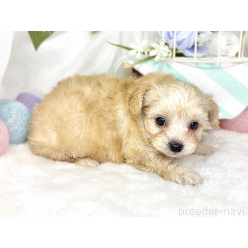 販売中の滋賀県のチワプー:チワワ×トイプードル-432175の2枚目