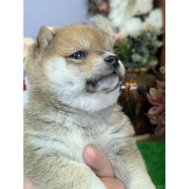 成約済の鹿児島県の豆柴-428195の4枚目