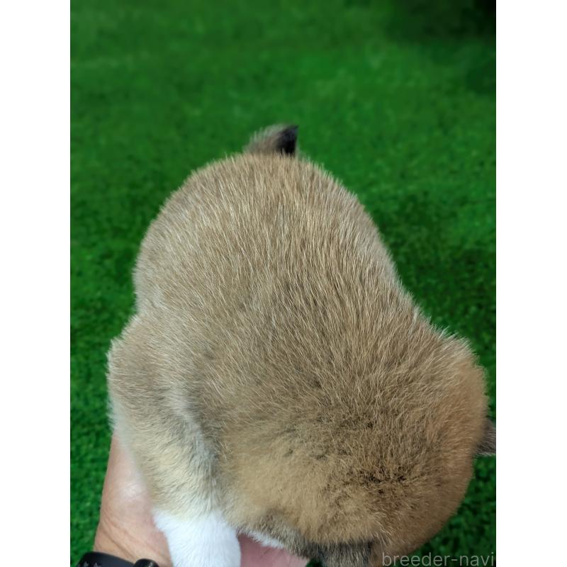 成約済の鹿児島県の豆柴-428195の3枚目