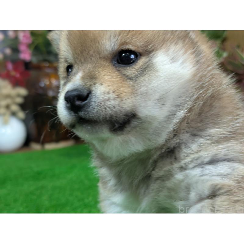 成約済の鹿児島県の豆柴-428195の2枚目