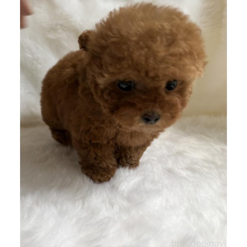 販売中の京都府のトイプードル-432178の5枚目