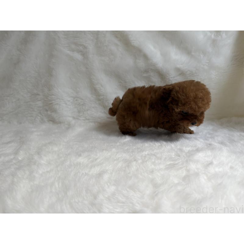 販売中の京都府のトイプードル-432178の4枚目