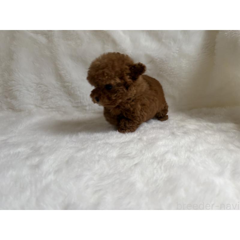 販売中の京都府のトイプードル-432178の3枚目