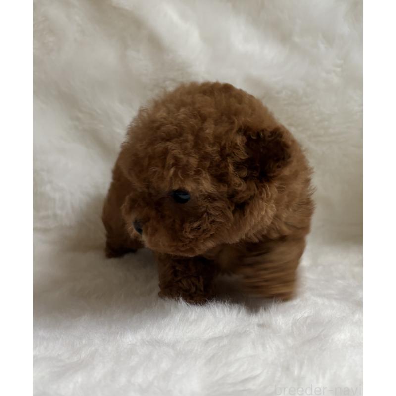 販売中の京都府のトイプードル-432178の2枚目