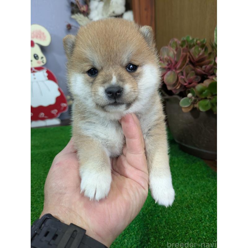 販売中の鹿児島県の豆柴-428236