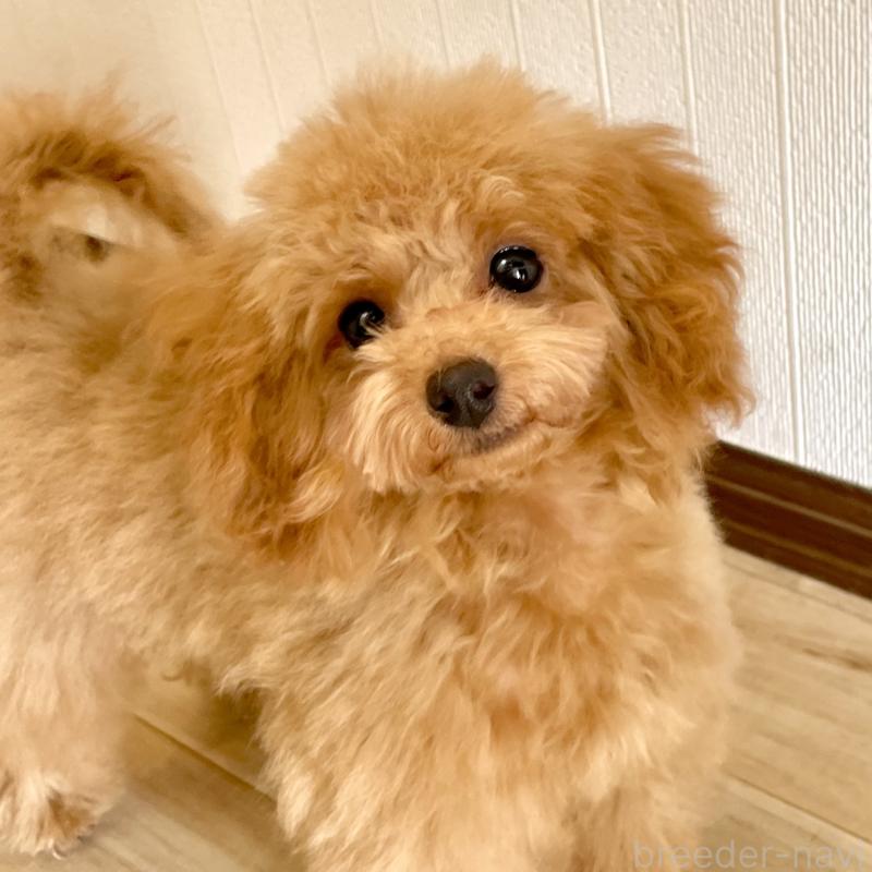 販売中の福岡県のタイニープードル-419432