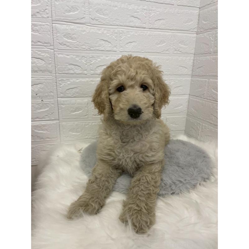 成約済の岡山県のスタンダードプードル-432022の6枚目