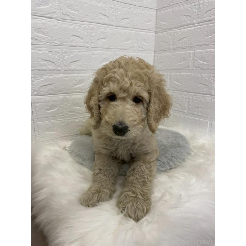 成約済の岡山県のスタンダードプードル-432022の3枚目