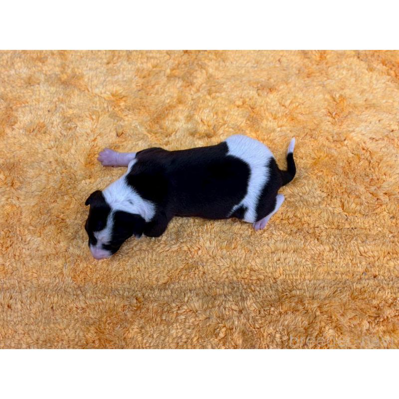 販売中の鹿児島県のイタリアングレーハウンド(イタグレ)-432176の5枚目