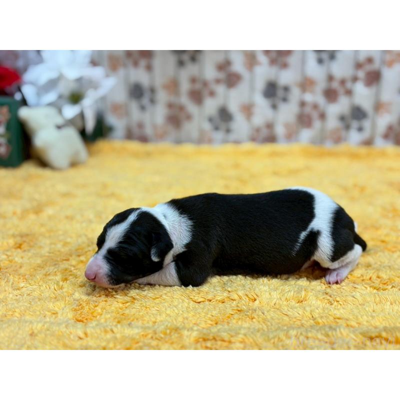 販売中の鹿児島県のイタリアングレーハウンド(イタグレ)-432176の4枚目