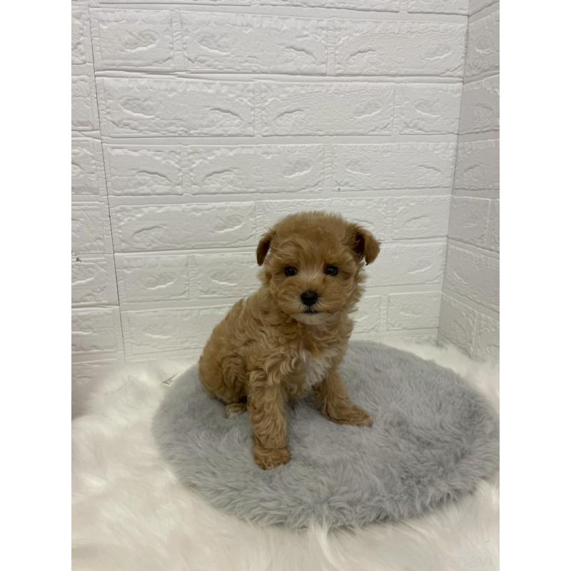 販売中の岡山県のマルプー:マルチーズ×トイプードル-432177の1枚目