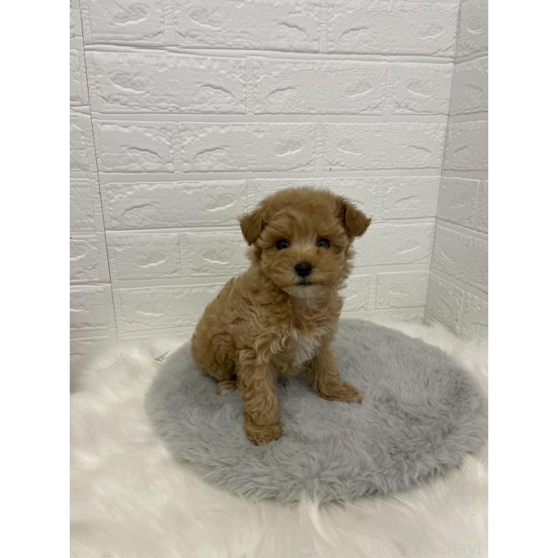 販売中の岡山県のマルプー:マルチーズ×トイプードル-432177の15枚目