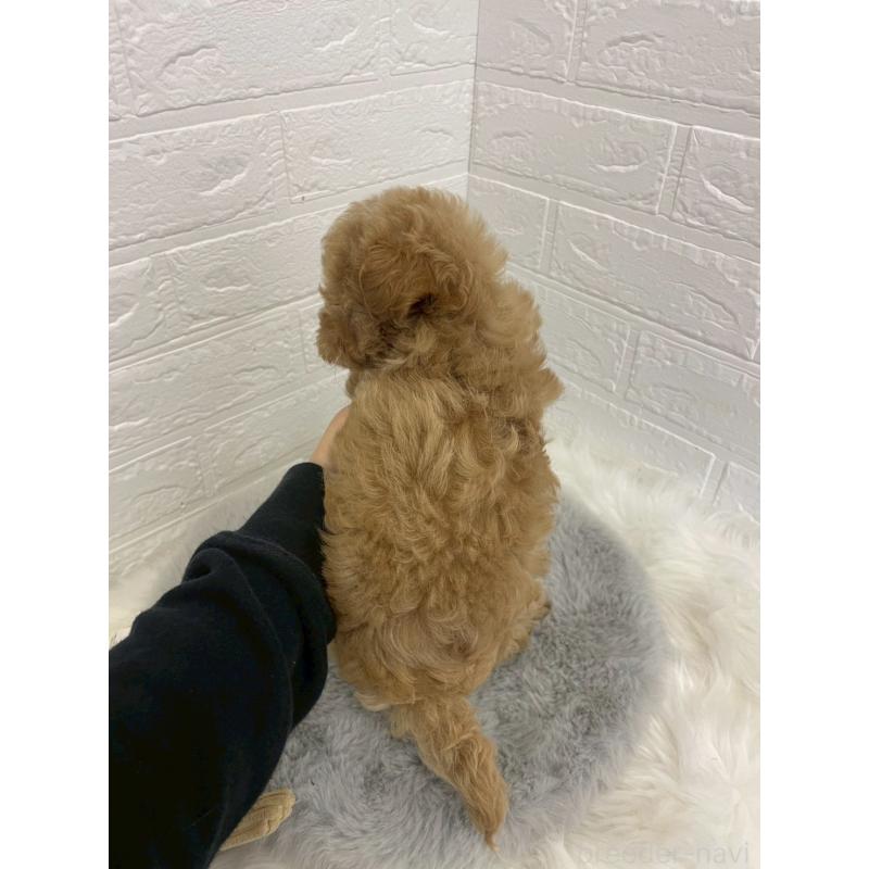 販売中の岡山県のマルプー:マルチーズ×トイプードル-432177の14枚目