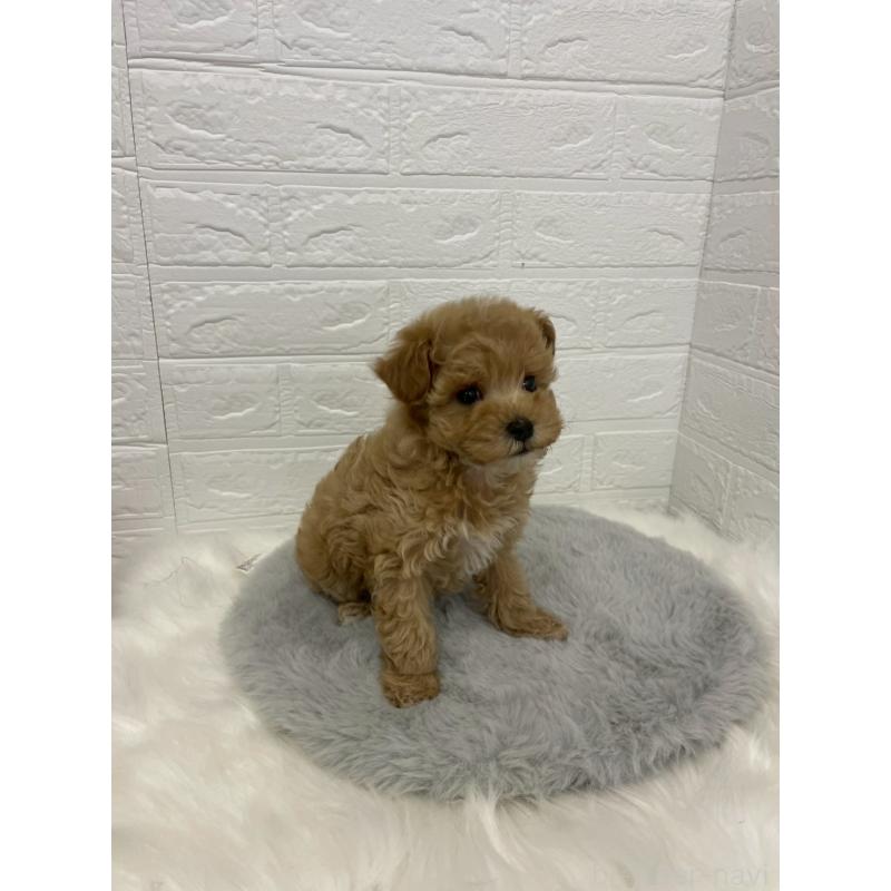 販売中の岡山県のマルプー:マルチーズ×トイプードル-432177の13枚目