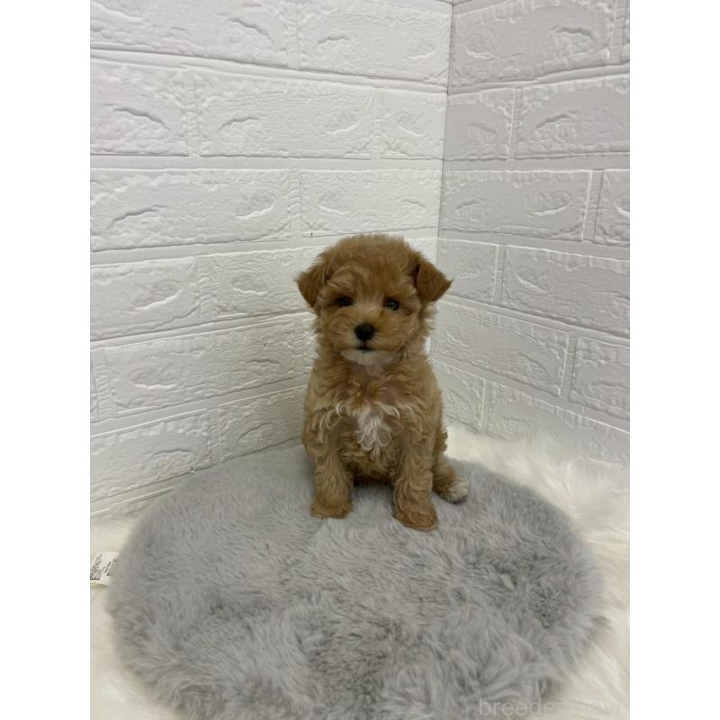 販売中の岡山県のマルプー:マルチーズ×トイプードル-432177の12枚目