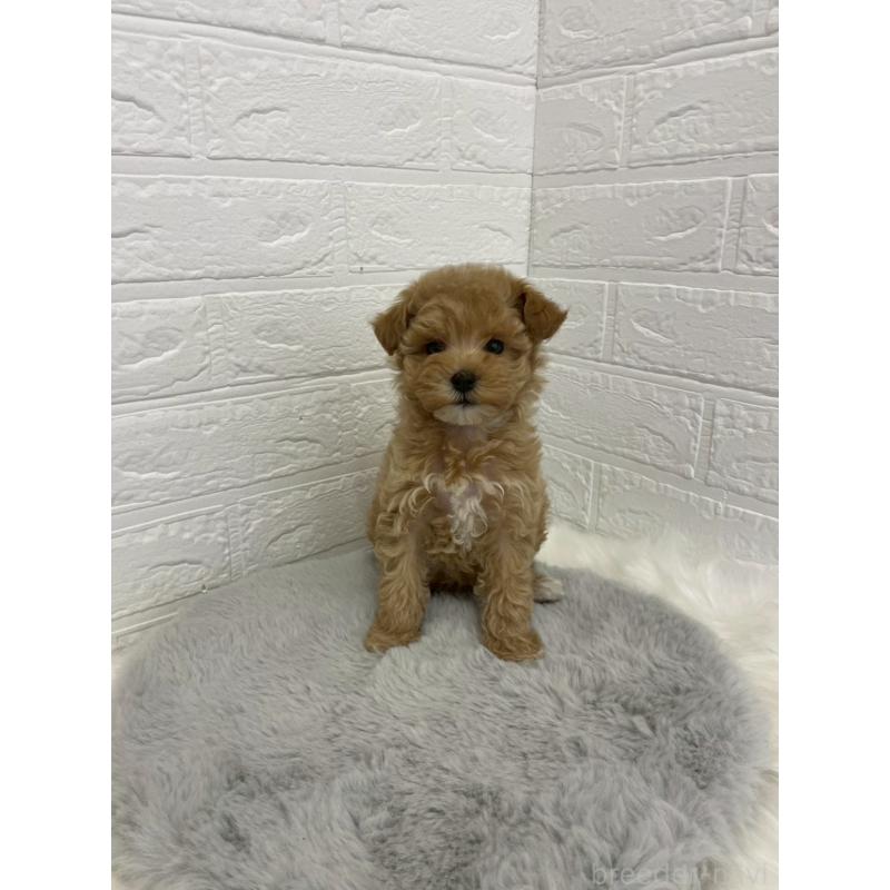 販売中の岡山県のマルプー:マルチーズ×トイプードル-432177の11枚目