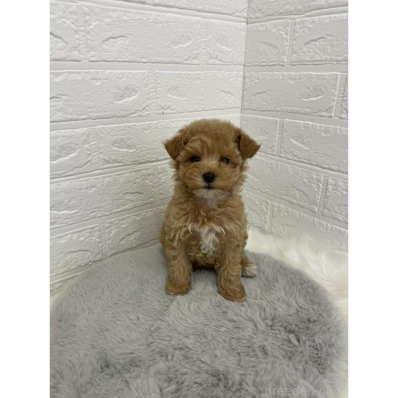 販売中の岡山県のマルプー:マルチーズ×トイプードル-432177の10枚目