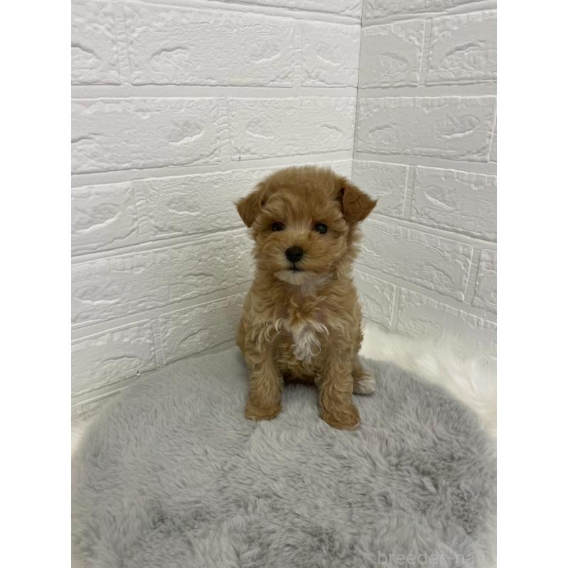 販売中の岡山県のマルプー:マルチーズ×トイプードル-432177の9枚目