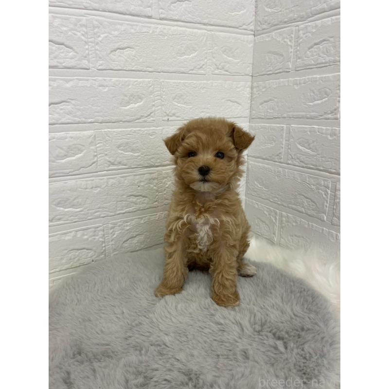 販売中の岡山県のマルプー:マルチーズ×トイプードル-432177の8枚目