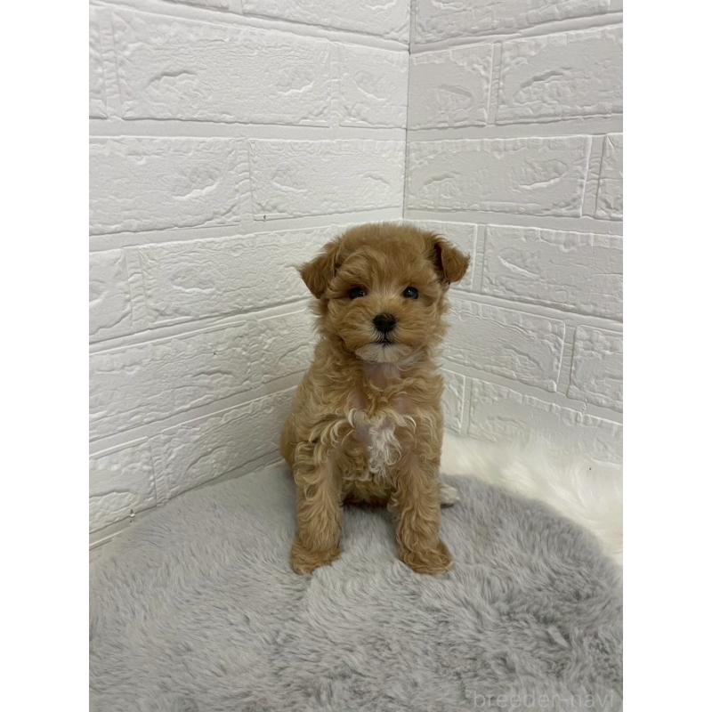 販売中の岡山県のマルプー:マルチーズ×トイプードル-432177の7枚目