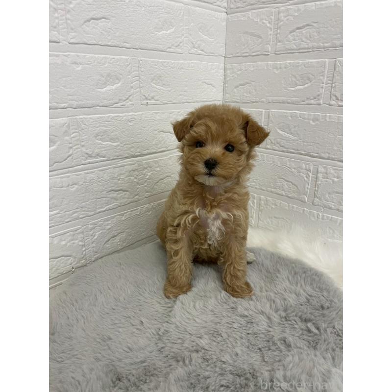 販売中の岡山県のマルプー:マルチーズ×トイプードル-432177の6枚目