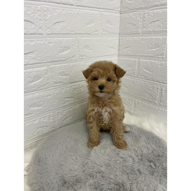 販売中の岡山県のマルプー:マルチーズ×トイプードル-432177の5枚目