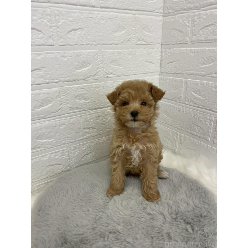 販売中の岡山県のマルプー:マルチーズ×トイプードル-432177の4枚目