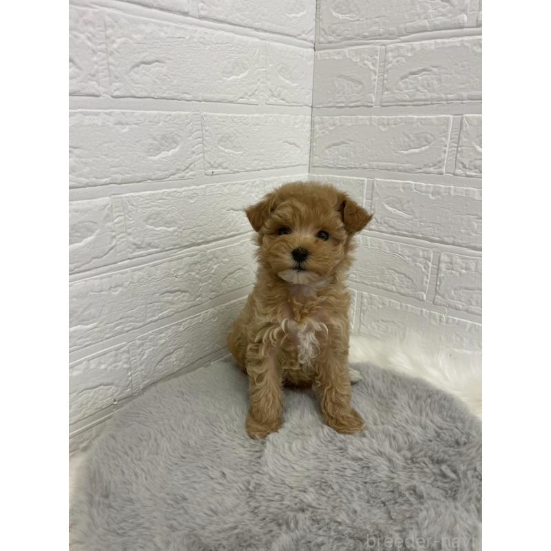 販売中の岡山県のマルプー:マルチーズ×トイプードル-432177の3枚目