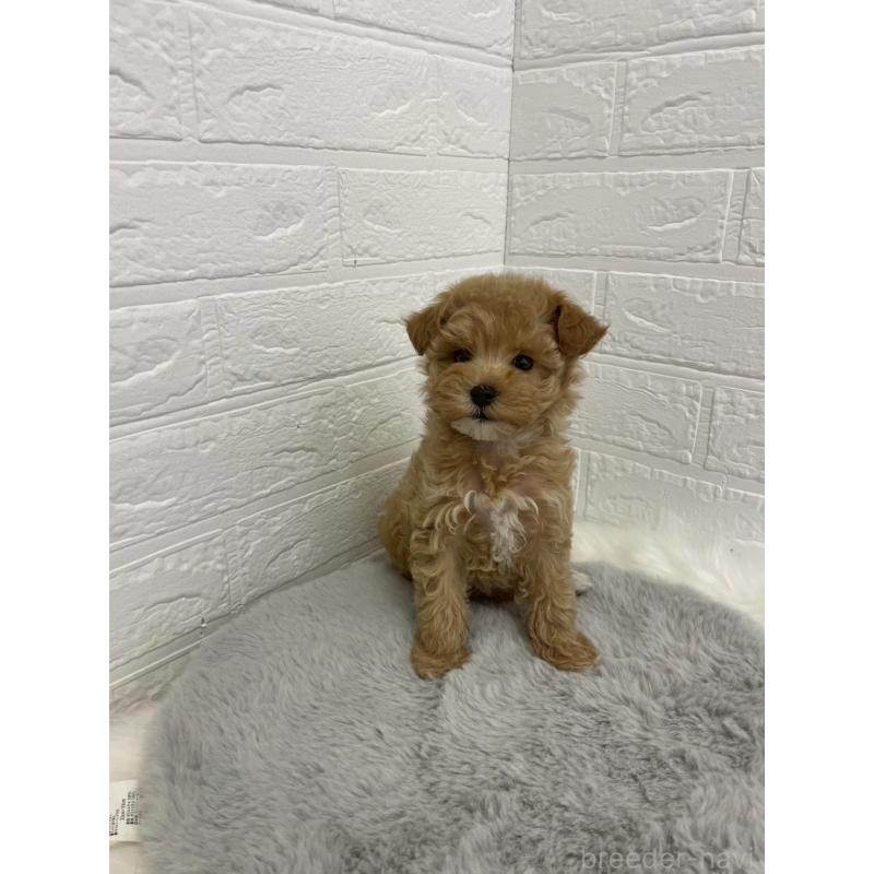 販売中の岡山県のマルプー:マルチーズ×トイプードル-432177の2枚目