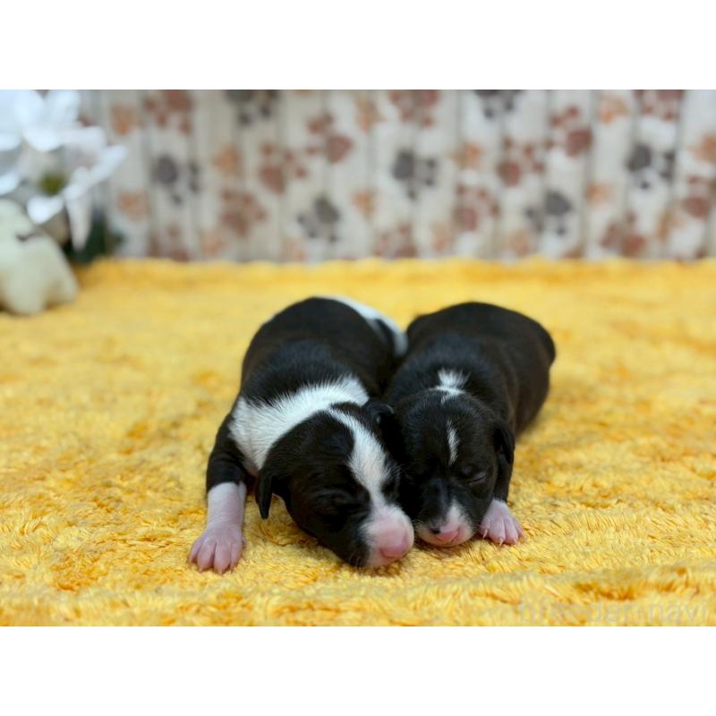 販売中の鹿児島県のイタリアングレーハウンド(イタグレ)-432179の3枚目