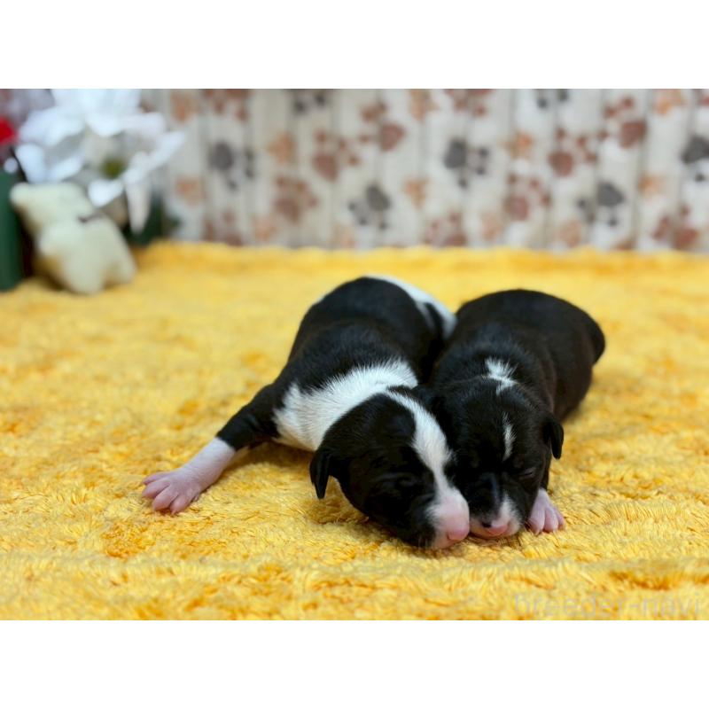 販売中の鹿児島県のイタリアングレーハウンド(イタグレ)-432176の2枚目