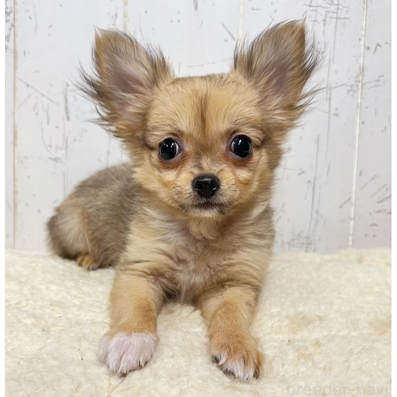 販売中の千葉県のチワワ(ロングコート)-421514