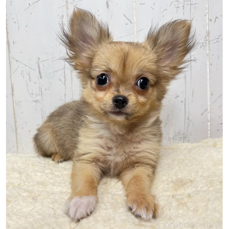 販売中の千葉県のチワワ(ロングコート)-421514の4枚目