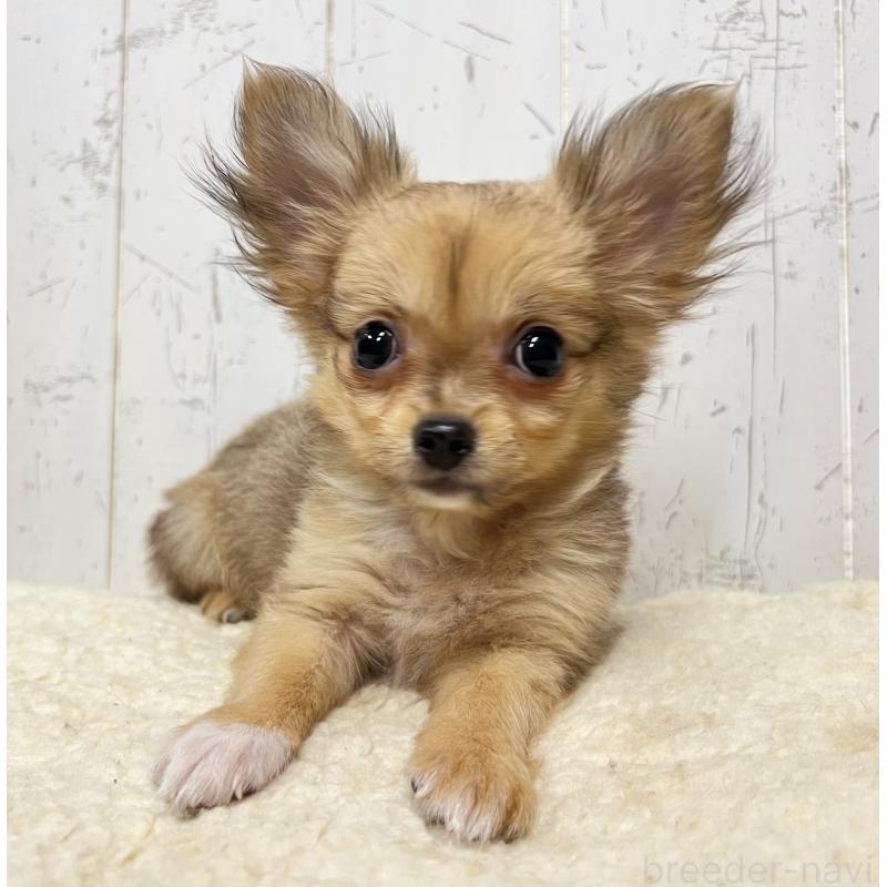 販売中の千葉県のチワワ(ロングコート)-421514の2枚目