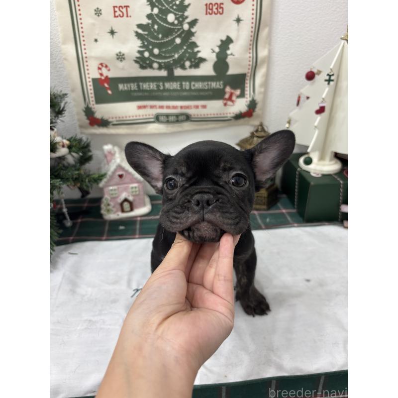 販売中の千葉県のフレンチブルドッグ-427822の5枚目