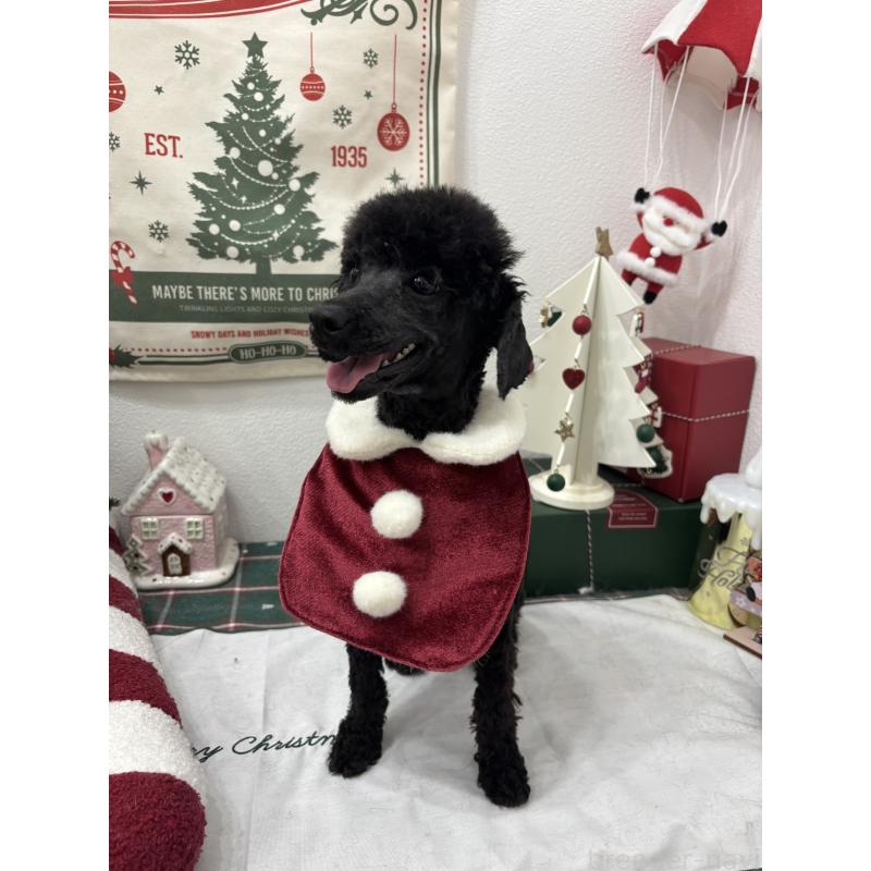 販売中の千葉県のタイニープードル-333073の2枚目