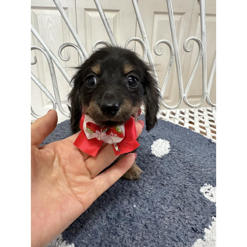 販売中の茨城県のミニチュアダックスフンド(ロングヘアード)-432182の3枚目