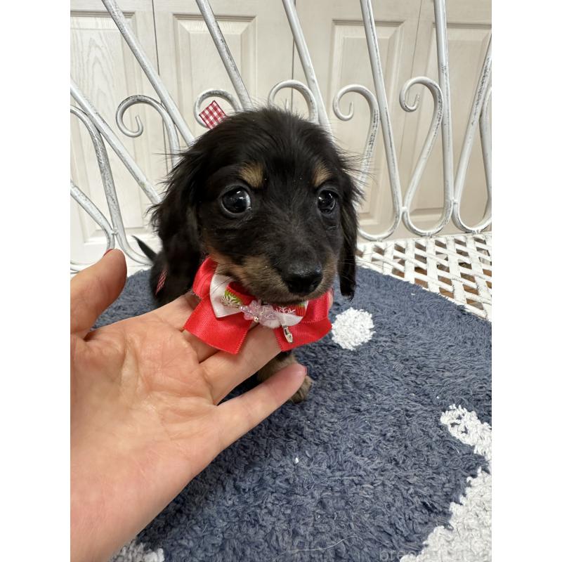 販売中の茨城県のミニチュアダックスフンド(ロングヘアード)-432182の2枚目