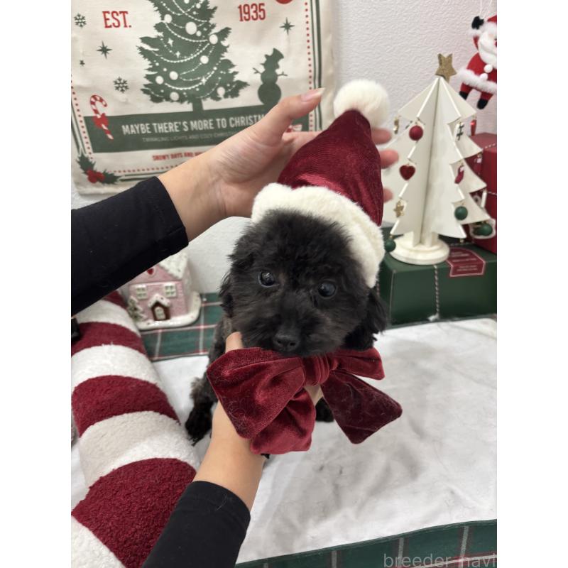 販売中の千葉県のティーカッププードル-347160の3枚目