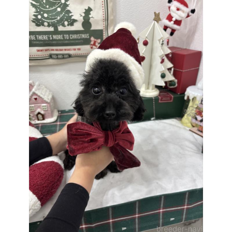 販売中の千葉県のティーカッププードル-347160の2枚目