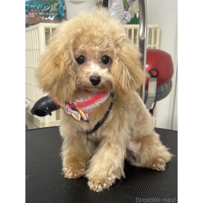 販売中の熊本県のティーカッププードル-403041の5枚目