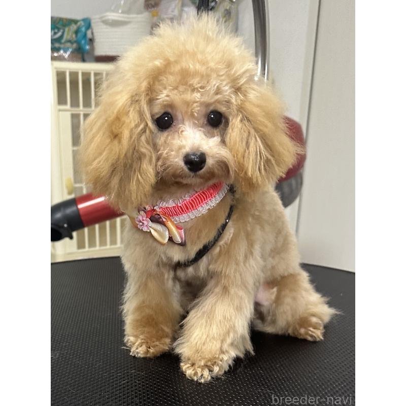 販売中の熊本県のティーカッププードル-403041の4枚目