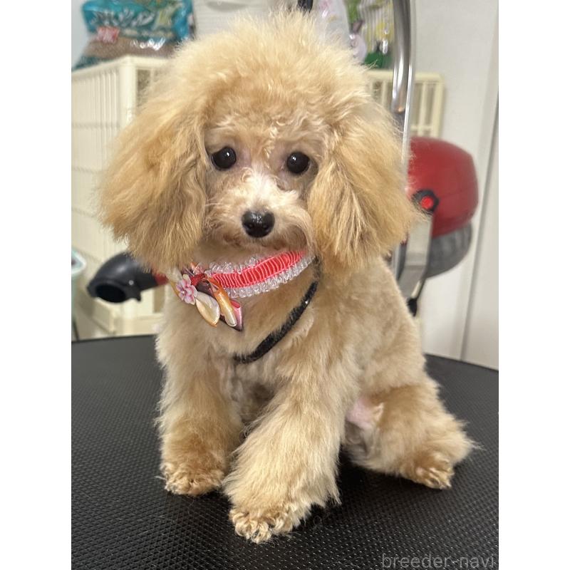 販売中の熊本県のティーカッププードル-403041の3枚目