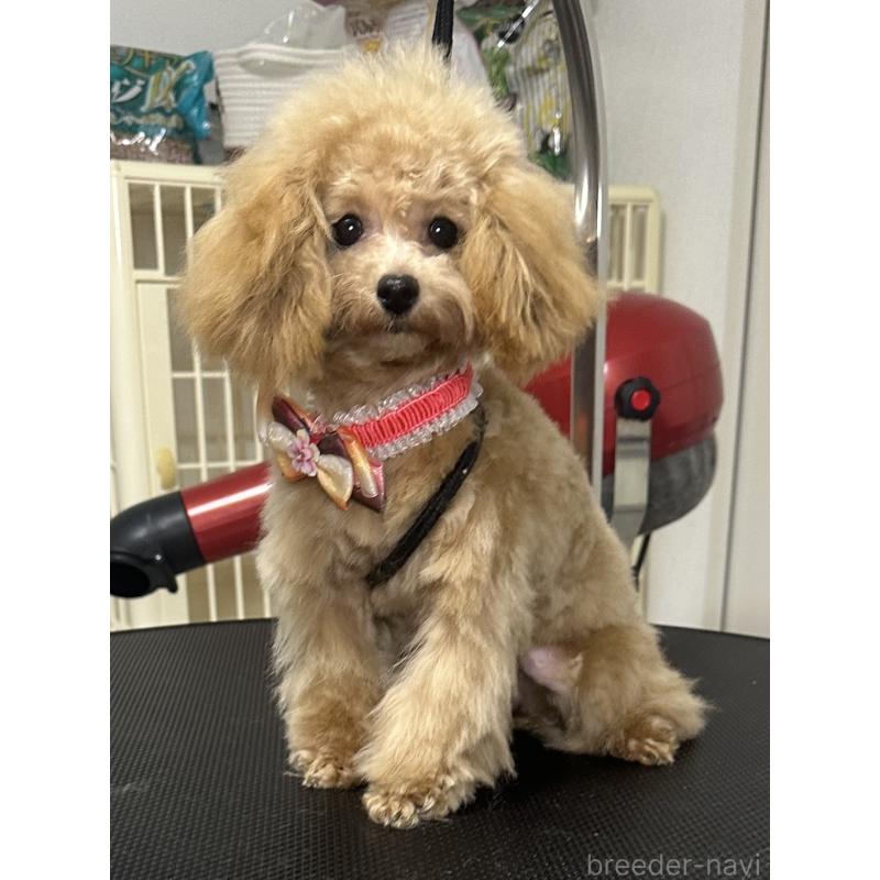 販売中の熊本県のティーカッププードル-403041の2枚目