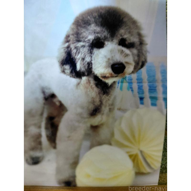 販売中の佐賀県のトイプードル-431986の3枚目