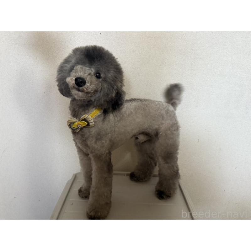 販売中の佐賀県のトイプードル-431986の2枚目