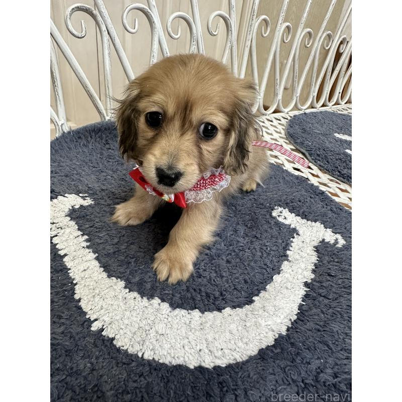 販売中の茨城県のミニチュアダックスフンド(ロングヘアード)-432183の4枚目