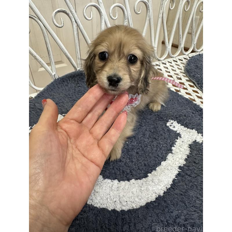 販売中の茨城県のミニチュアダックスフンド(ロングヘアード)-432183の3枚目