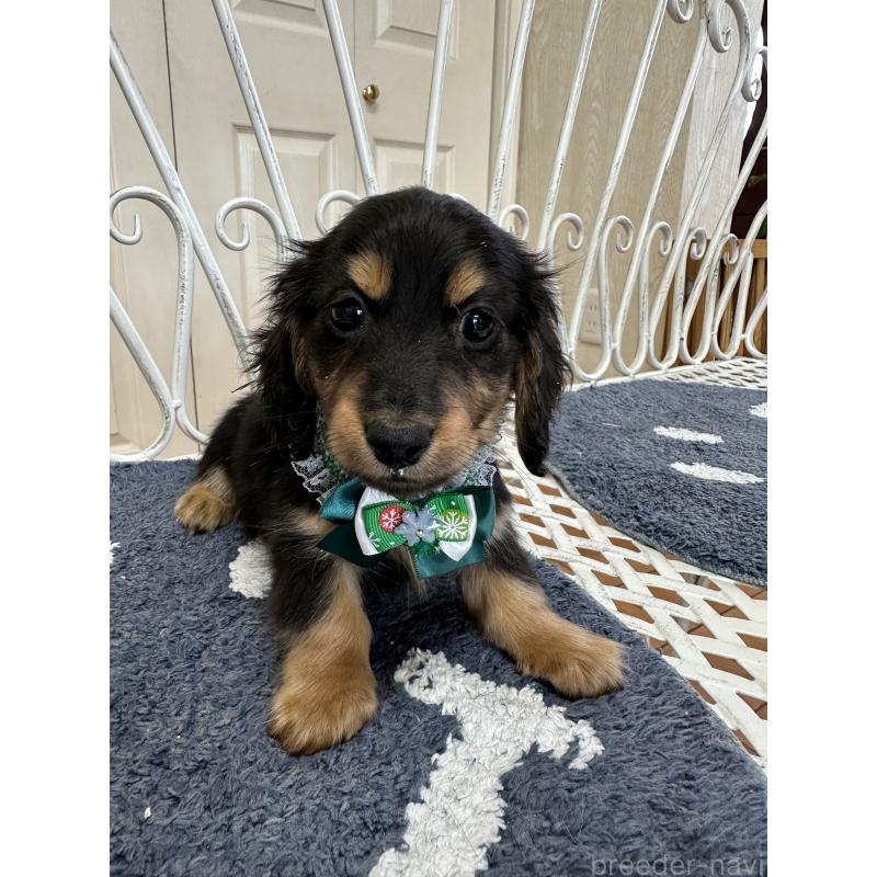 販売中の茨城県のミニチュアダックスフンド(ロングヘアード)-432184の5枚目